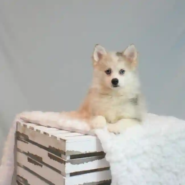 Female Pomsky Puppy for sale