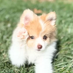 car_main_img_/media/ap_media/pets/ZQZXJYPPNKOI65691.webp.250x250_q85.webp