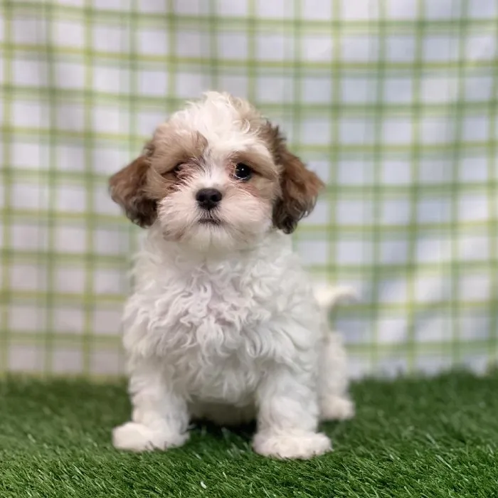 Female Shipoo Puppy for sale