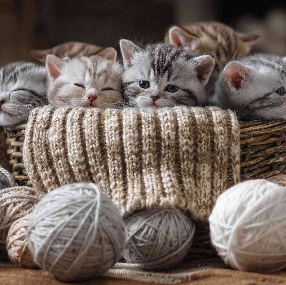 Kitten for sale