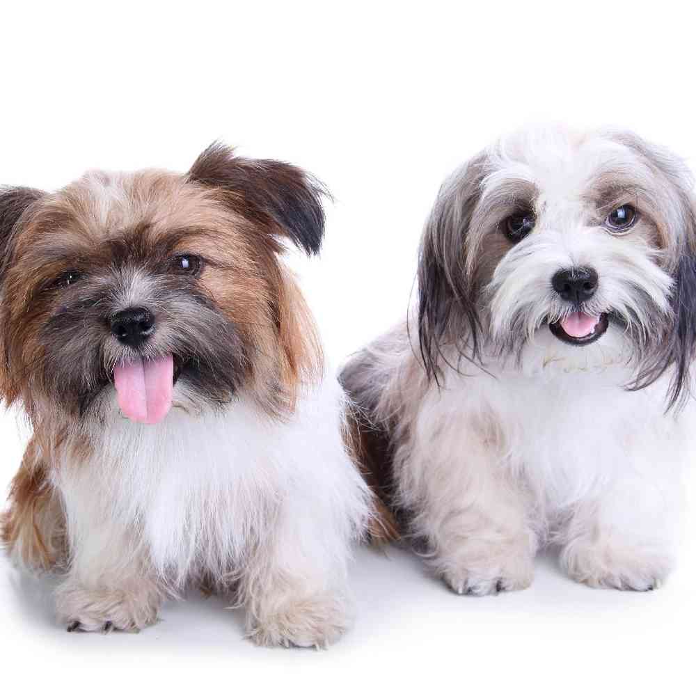 Havanese Puppies for Sale image