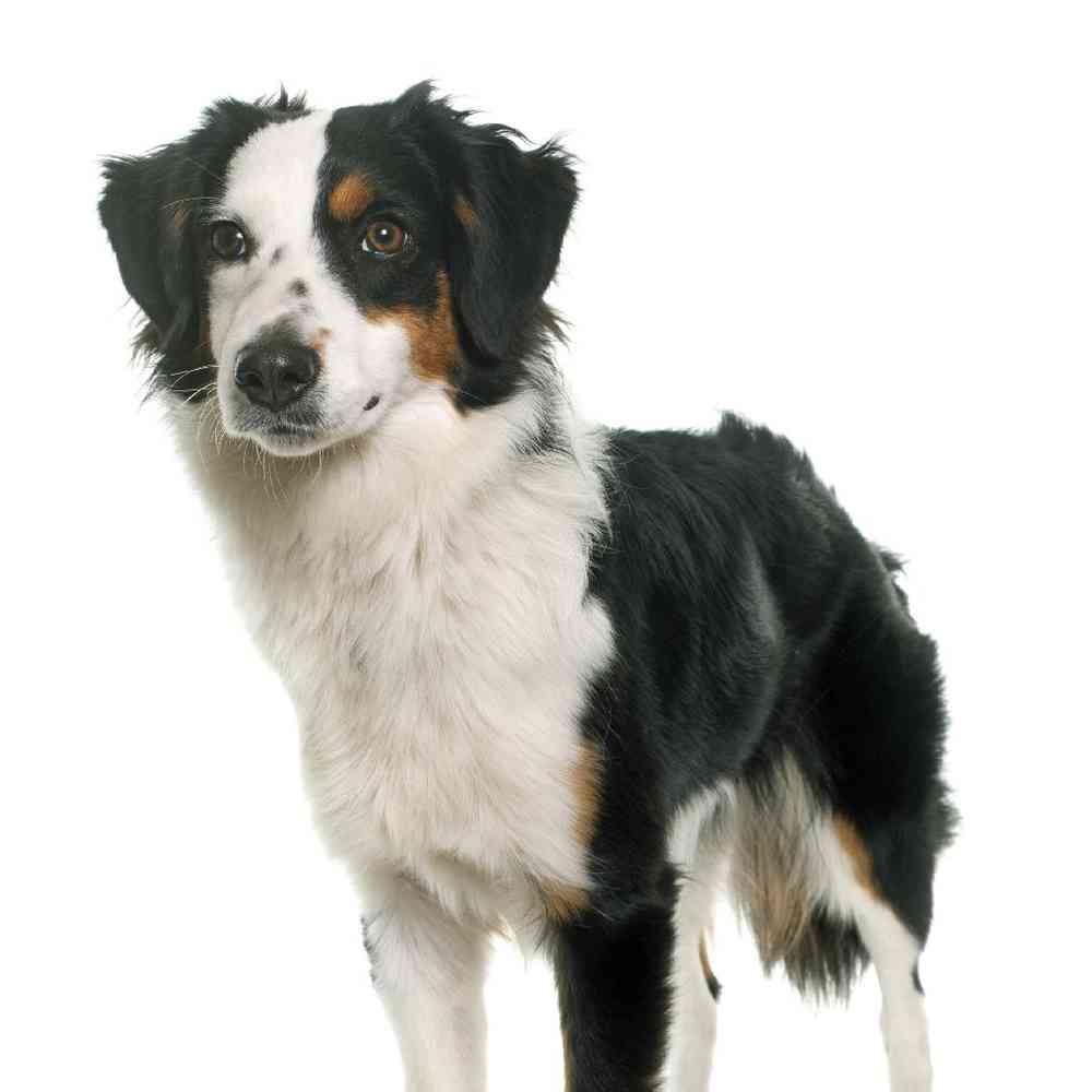 Miniature American Shepherd Puppies for Sale image