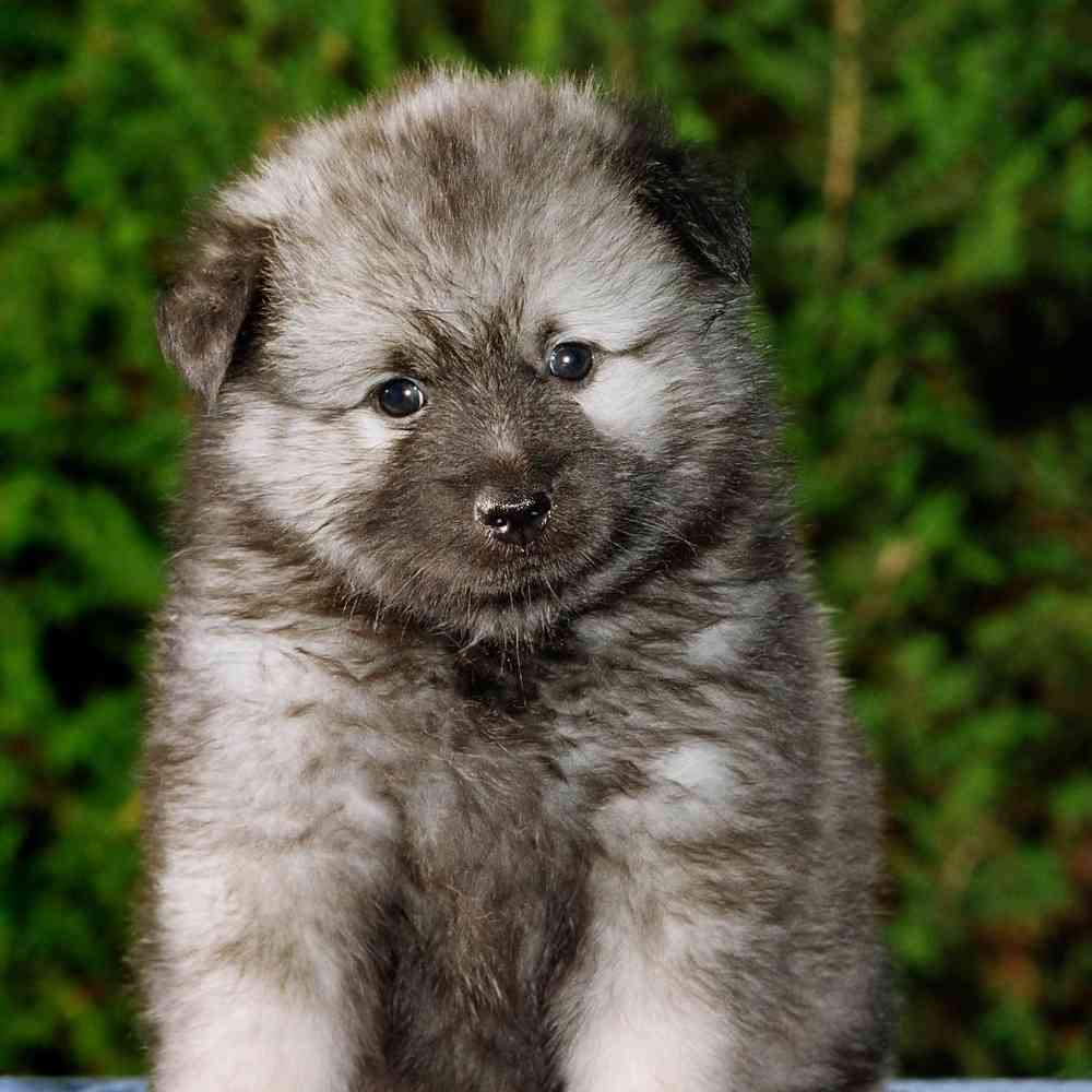 Keeshond Puppies for Sale image