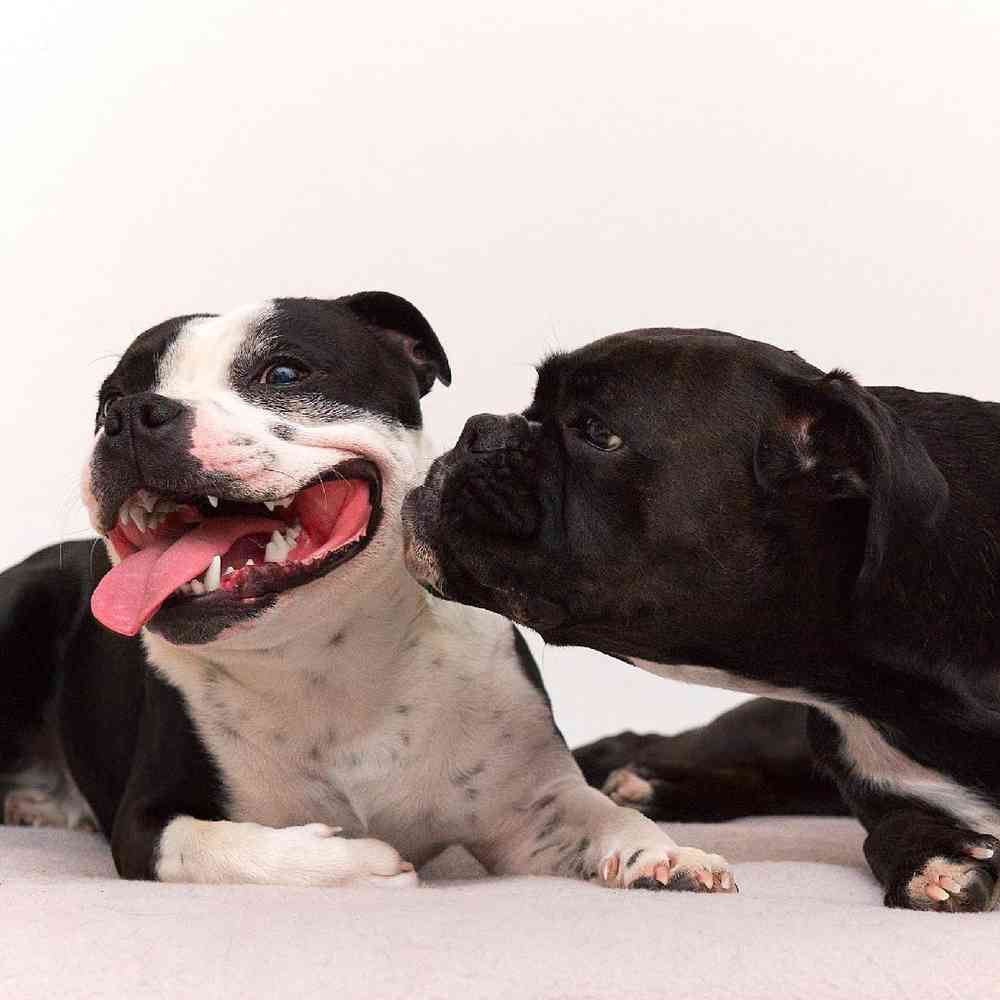 Boxer Puppies for Sale image