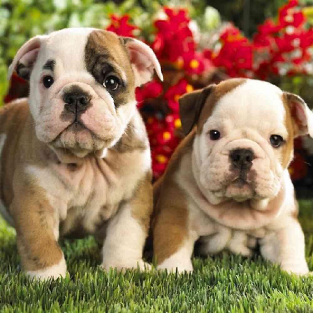 Victorian Bulldog Puppies for Sale image
