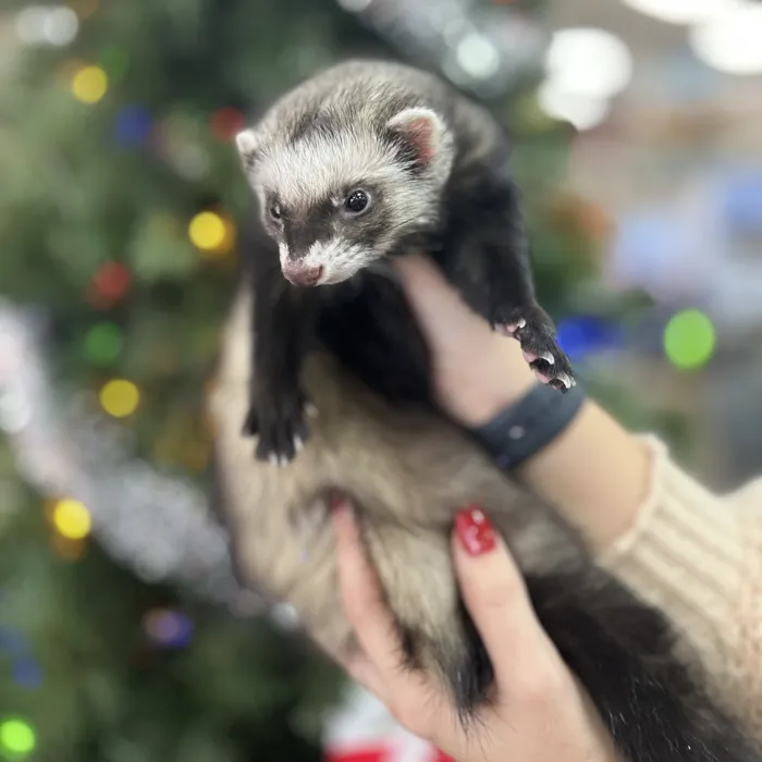 Small Animal for sale