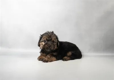 Female Yorkie puppy for sale at Petland North Kansas.