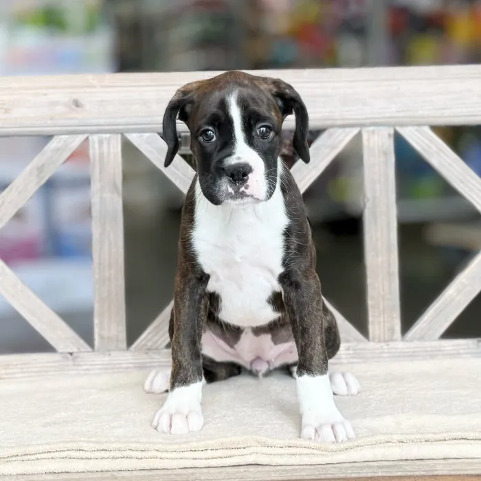 Female Boxer puppy named Belly for sale at Petland Blue Springs.