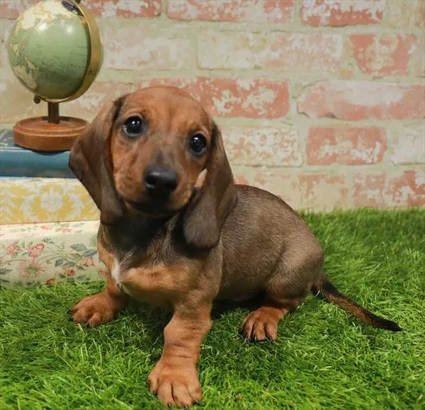 Male Dachshund puppy for sale at Petland Blue Springs.