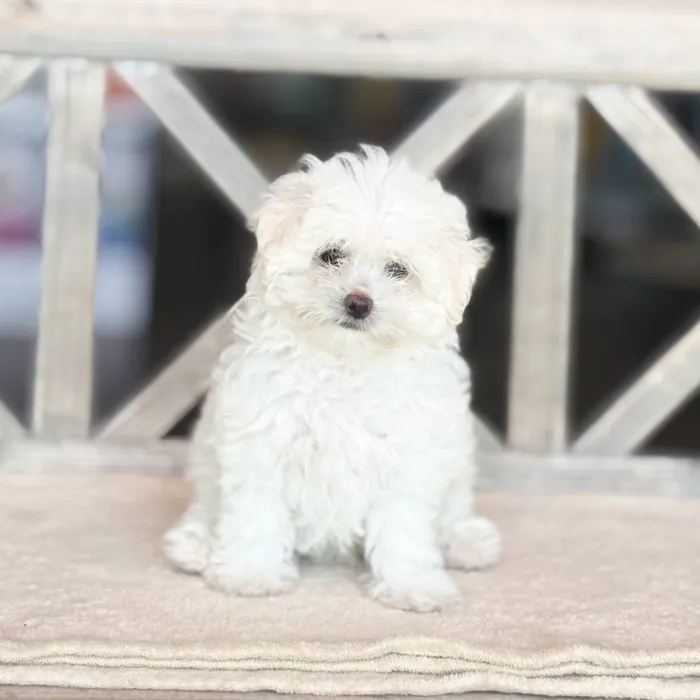 Female Teddy Bear puppy named Snowball for sale at Petland North Kansas.