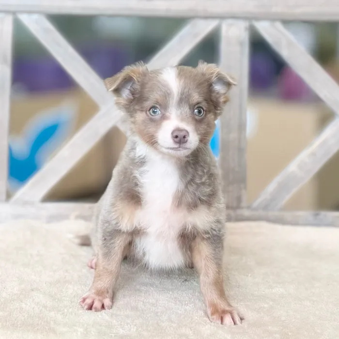Male Chihuahua puppy named Hulk for sale at Petland Blue Springs.