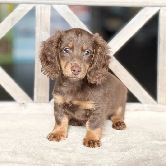 Male Dachshund puppy named Biscuit for sale at Petland North Kansas.