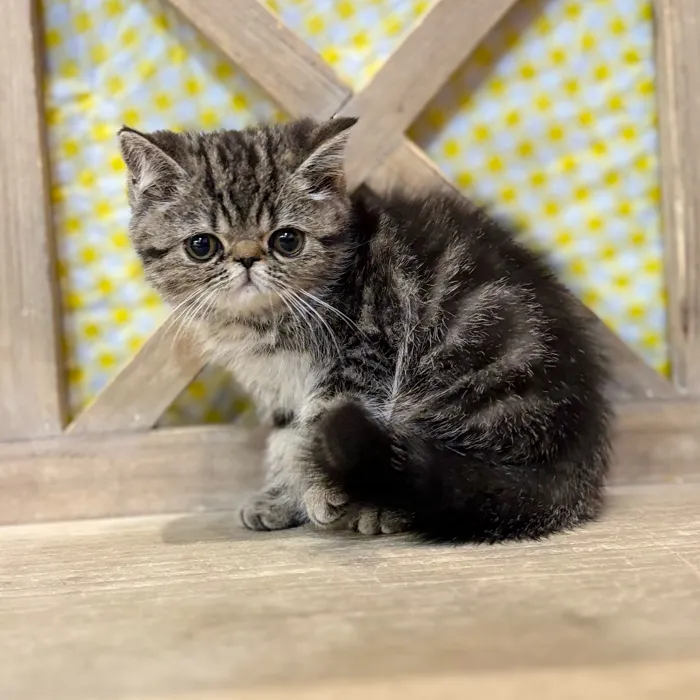 Female Exotic kitten named Darby for sale at Petland North Kansas.