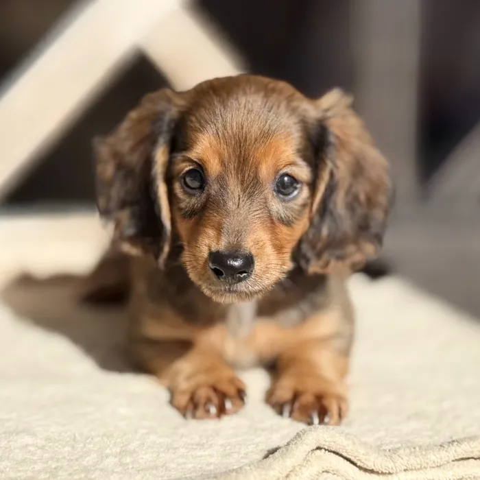 Male Dachshund puppy named Phillip for sale at Petland North Kansas.