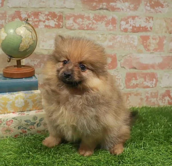 Female Pomeranian puppy for sale at Petland North Kansas.