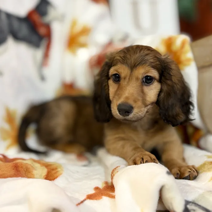 Male Dachshund puppy named Travis for sale at Petland North Kansas.