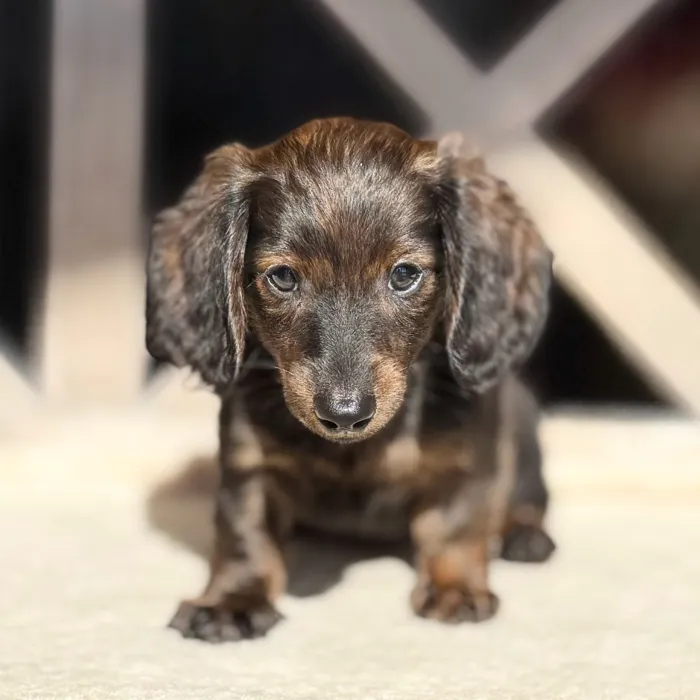 Male Dachshund puppy named Steven for sale at Petland North Kansas.