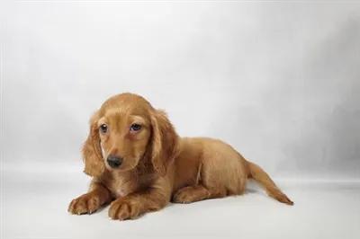 Male Dachshund puppy named Halloweenie for sale at Petland North Kansas.