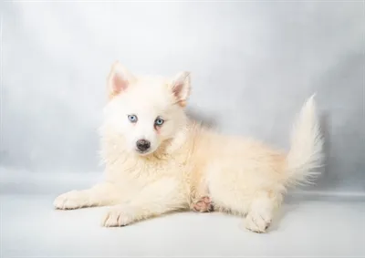 Female Pomsky puppy named Celeste for sale at Petland North Kansas.