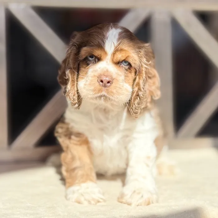 Male Cocker Spaniel puppy for sale at Petland North Kansas.