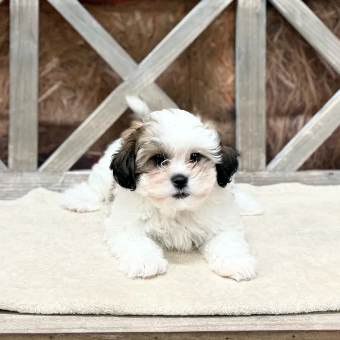 Male Teddy Bear puppy named Peter for sale at Petland North Kansas.