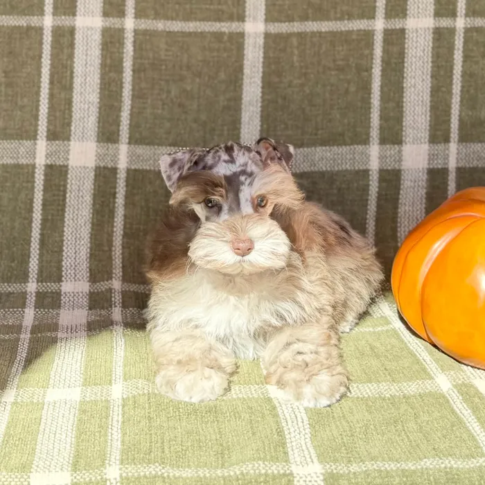 Female Mini Schnauzer puppy for sale at Petland Blue Springs.