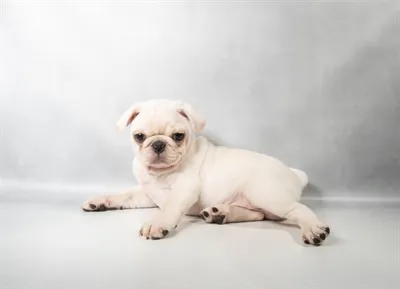 Male Pug puppy for sale at Petland Blue Springs.