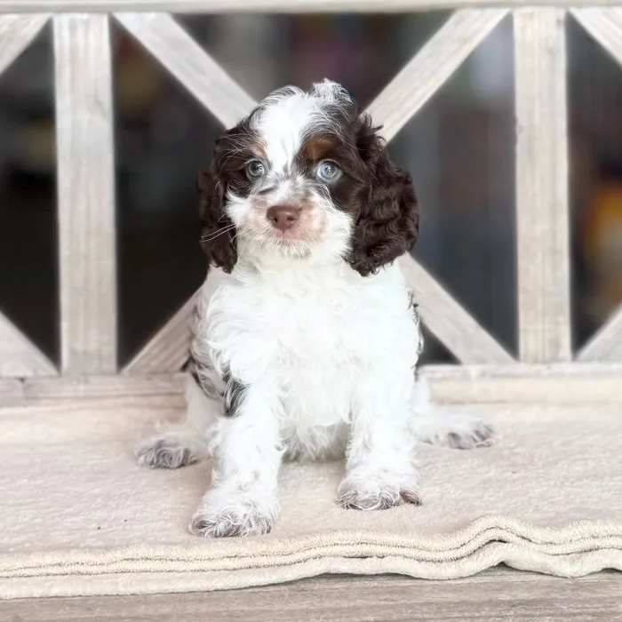Male Cockapoo puppy named George for sale at Petland North Kansas.