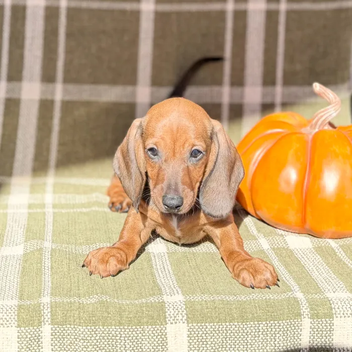 Male Dachshund puppy named Jason Voorhees for sale at Petland North Kansas.