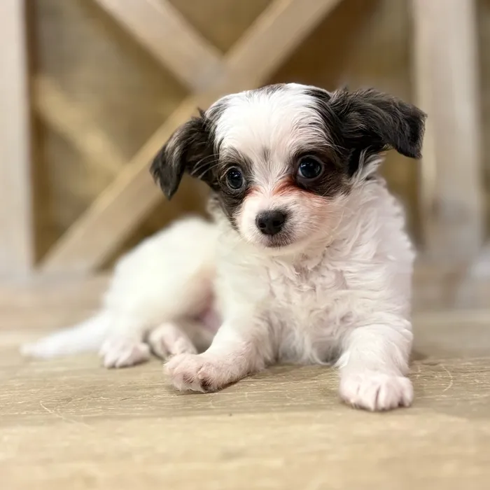 Male Chihuahua puppy named Milo for sale at Petland North Kansas.