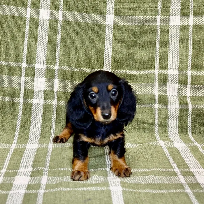 Female Dachshund puppy named Megan for sale at Petland Blue Springs.