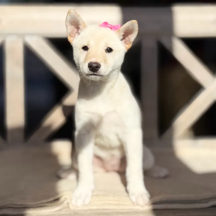 Female Shiba Inu puppy named Kristi for sale at Petland North Kansas.