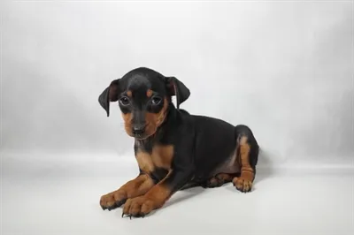 Female Min Pin puppy for sale at Petland North Kansas.