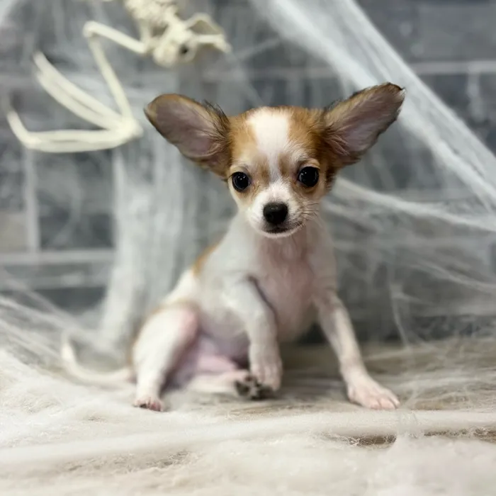 Male Chihuahua puppy named Jack for sale at Petland Blue Springs.