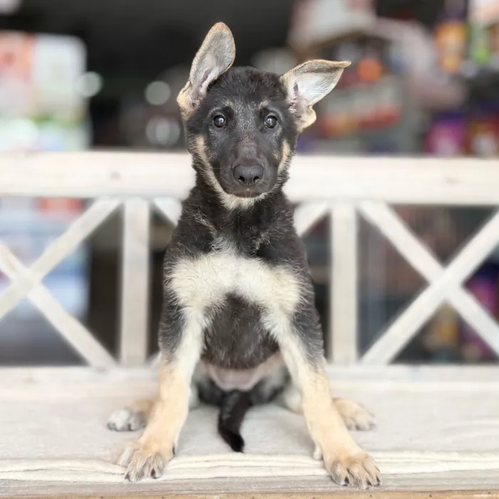 Female German Shepherd puppy named Atlanta for sale at Petland North Kansas.