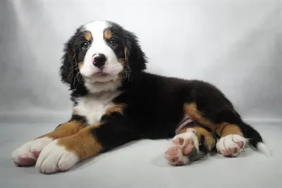 Male Bernese Mountain Dog puppy for sale at Petland North Kansas.