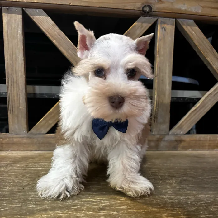 Female Mini Schnauzer puppy named Boo for sale at Petland North Kansas.
