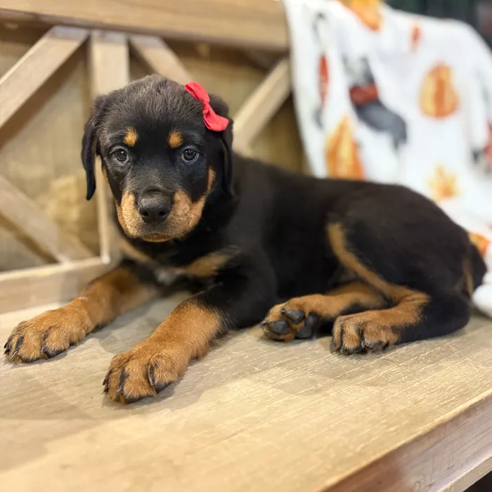 Female Rottweiler puppy named Artemis for sale at Petland North Kansas.