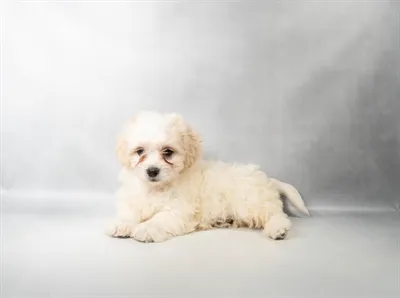 Female Teddy Bear puppy for sale at Petland Blue Springs.