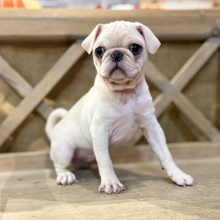 Male Pug puppy named Tofu for sale at Petland North Kansas.