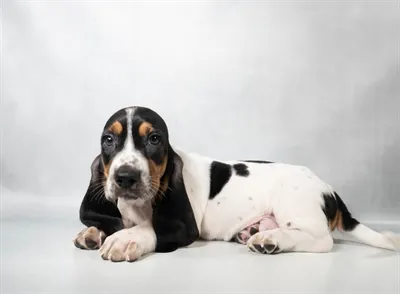 Male Basset Hound puppy named Otis for sale at Petland North Kansas.
