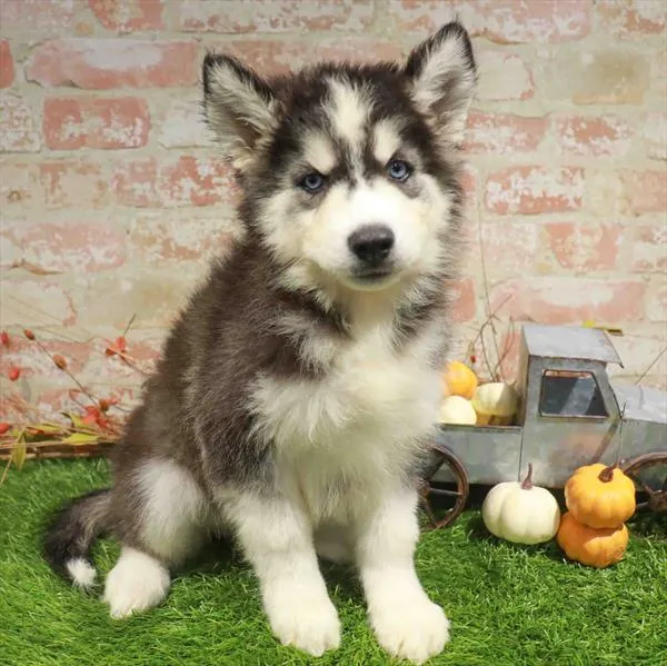 Female Siberian Husky puppy named Luna for sale at Petland Blue Springs.