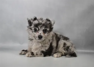 Female Chihuahua puppy named Ember for sale at Petland North Kansas.