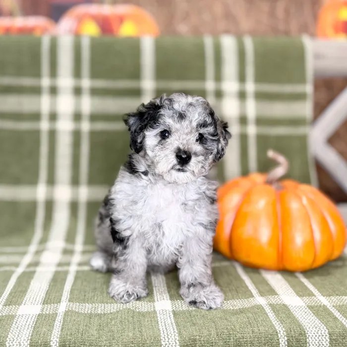 Male Bichon-Poodle puppy for sale at Petland Blue Springs.