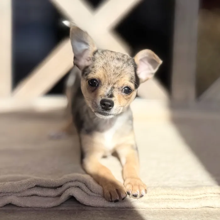 Male Chihuahua puppy named Chief for sale at Petland North Kansas.