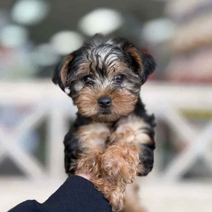Male Yorkie puppy named Deadpool for sale at Petland North Kansas.