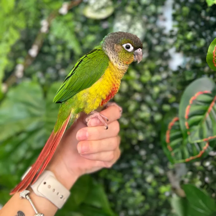 Male Green Cheek Conure bird named David for sale at Petland Blue Springs.