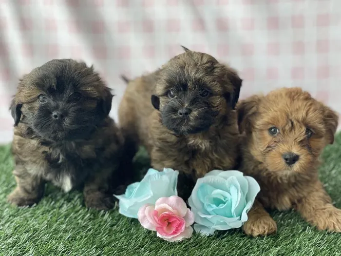 Male Shipoo puppy named Mercedes for sale at Petland North Kansas.