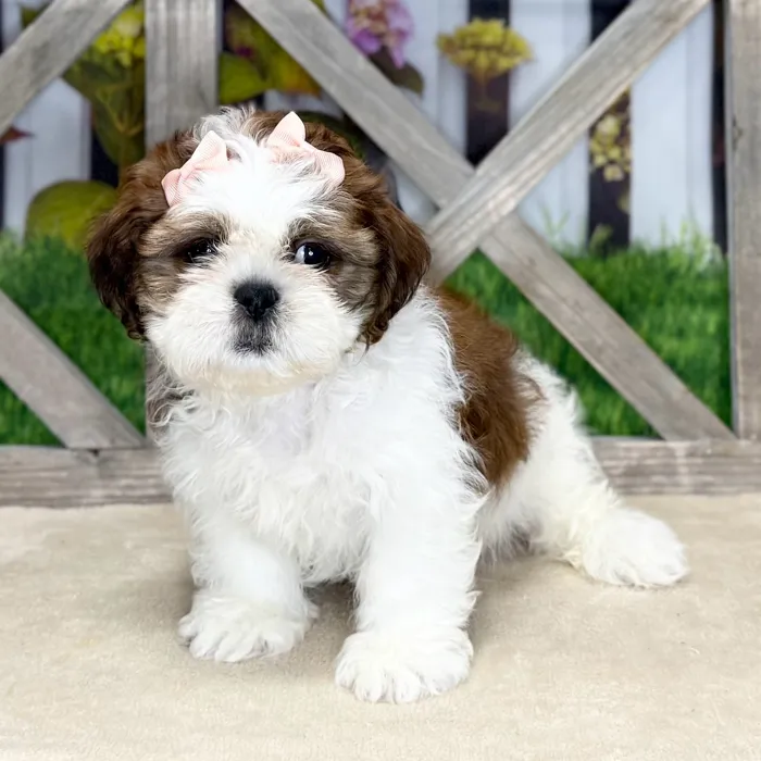 Female Shih Tzu puppy named Marie for sale at Petland North Kansas.