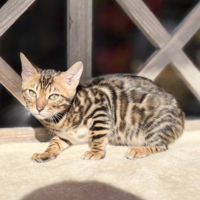 Female Bengal kitten named Bagel for sale at Petland Blue Springs.